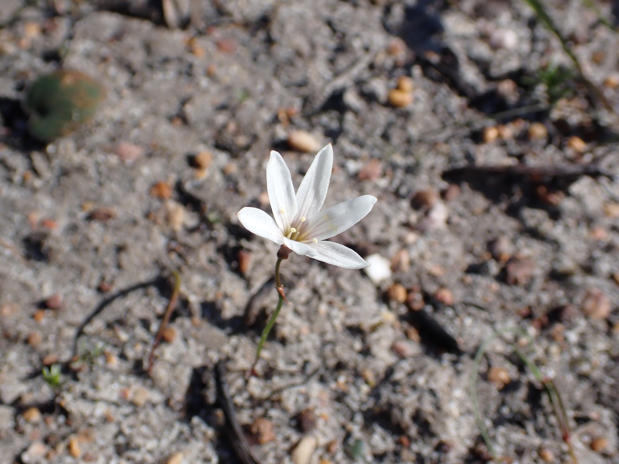 Strumaria spiralis