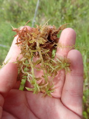 Sphagnum magellanicum