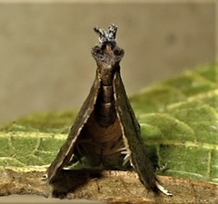 Goniocalpe heteromorpha