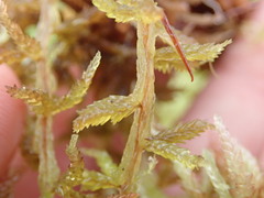 Sphagnum magellanicum