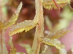 Sphagnum magellanicum