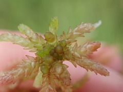 Sphagnum magellanicum