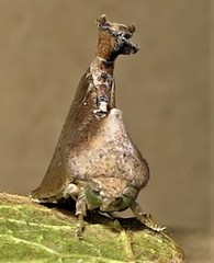 Goniocalpe heteromorpha