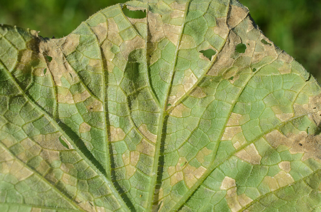 cucurbit downy mildew