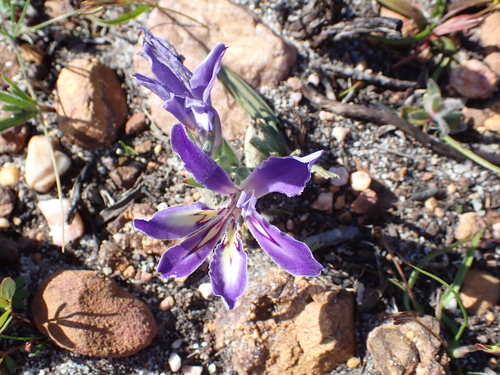 Image of Babiana ambigua by (c) Eugene Hahndiek, some rights reserved (CC BY-SA)
