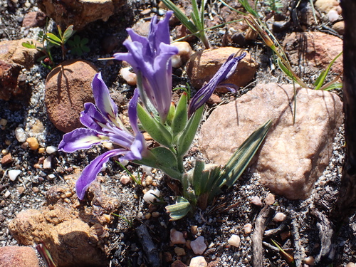 Image of Babiana ambigua by (c) Eugene Hahndiek, some rights reserved (CC BY-SA)