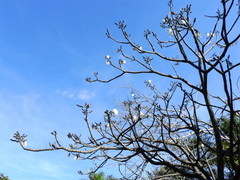 Pseudobombax grandiflorum