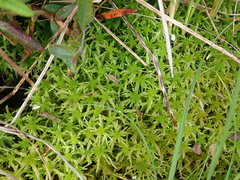 Sphagnum recurvum