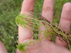Sphagnum recurvum