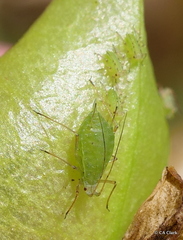 Acyrthosiphon kondoi