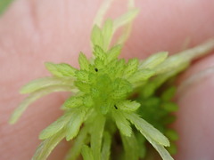Sphagnum recurvum