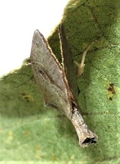 Goniocalpe heteromorpha