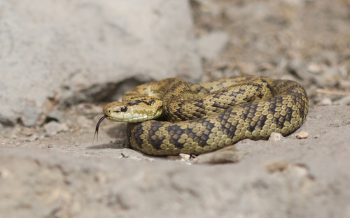 Gloydius variegatus