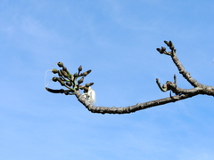 Pseudobombax grandiflorum