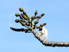 Pseudobombax grandiflorum