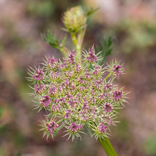 Moon Carrot