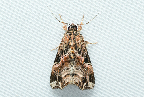Callopistria maillardi (Guenée, 1862)