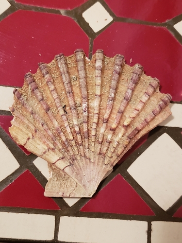 Jakovljeva kapica (Pecten jacobaeus)