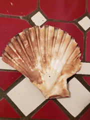 Pecten jacobaeus
