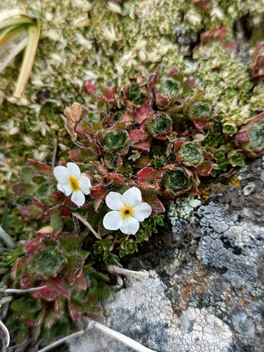 Androsace dasyphylla