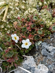 Androsace dasyphylla