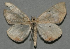 Eulithis diversilineata