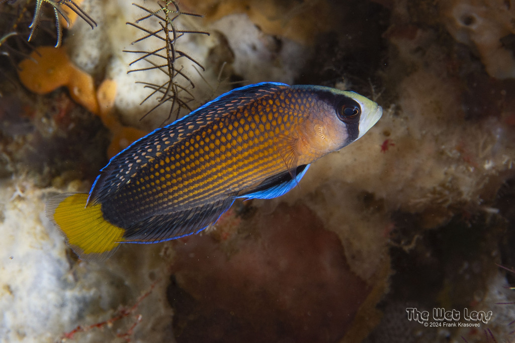 Manonichthys