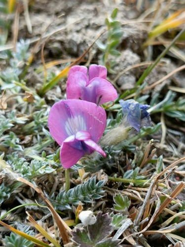 small-leaved mountain oxytrope (Oxytropis oligantha)