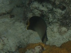 Chaetodon decussatus