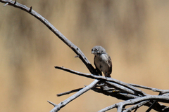 Artemisiospiza belli