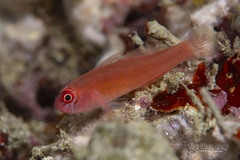 Redface Dwarfgoby photo 3