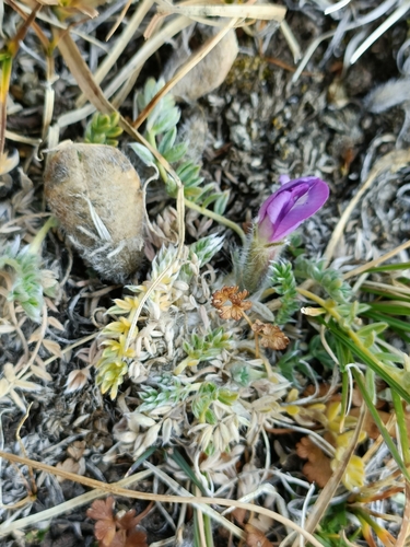 Image of Oxytropis oligantha by no rights reserved