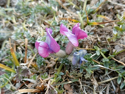 Image of Oxytropis oligantha by no rights reserved