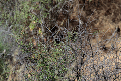 Artemisiospiza belli