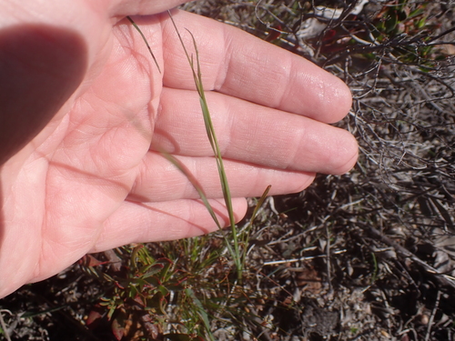 Image of Ixia micrandra by (c) Eugene Hahndiek, some rights reserved (CC BY-SA)