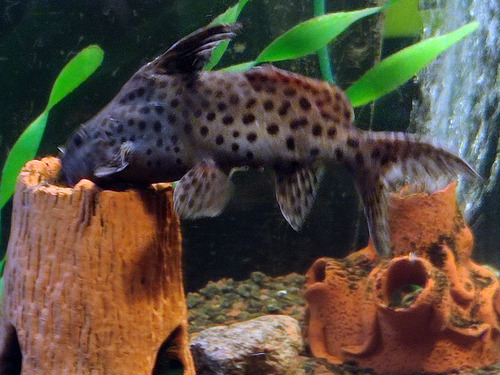 Upside-down catfish (Synodontis nigriventris) — Mochokidae — 4