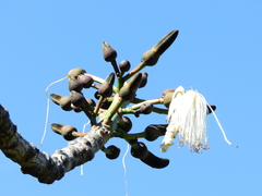 Pseudobombax grandiflorum