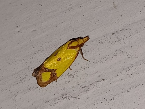 Knapweed Root Moth, 30034 Mira VE, Italia, photo 10 of 10