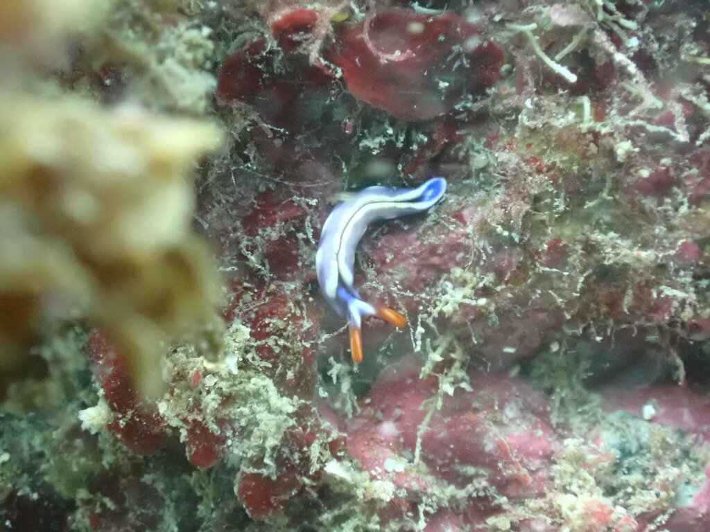 White-marked Taco Slug