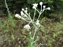 Hymenopappus carrizoanus