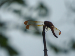 Hadrothemis scabrifrons