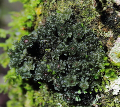 Leptogium phyllocarpum