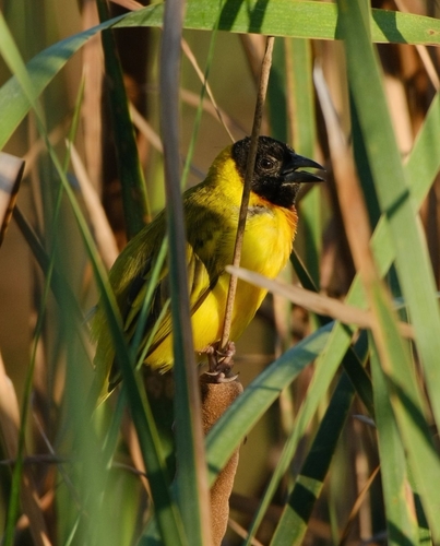 Black-headed Weaver, 8135-162 Almancil, Portugal, photo 10 of 10