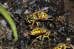 Vespula sulphurea