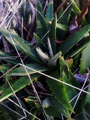 Dyckia frigida