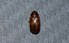 Metachroma clarkei