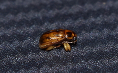 Metachroma clarkei