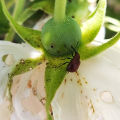 Merhynchites bicolor
