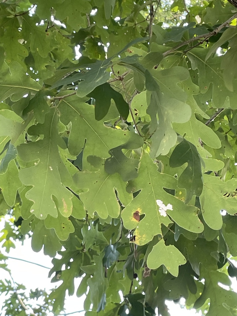 white-oak-from-grove-st-farmville-va-us-on-august-25-2024-at-10-54