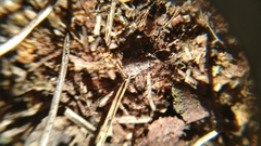 Strophosoma capitatum